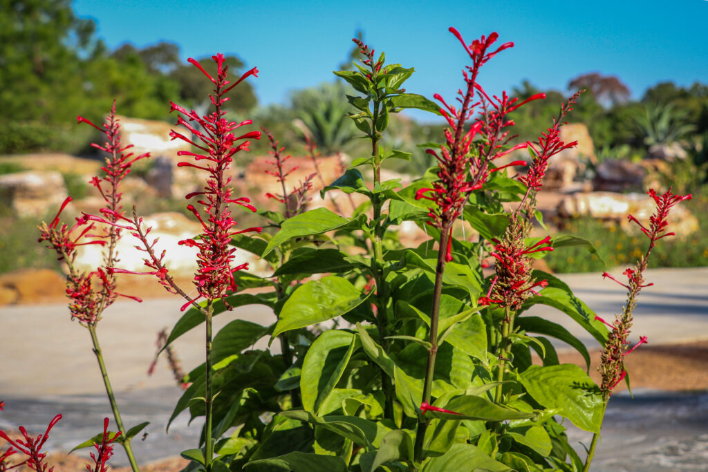 O que são sinais e sintomas de doenças em plantas?