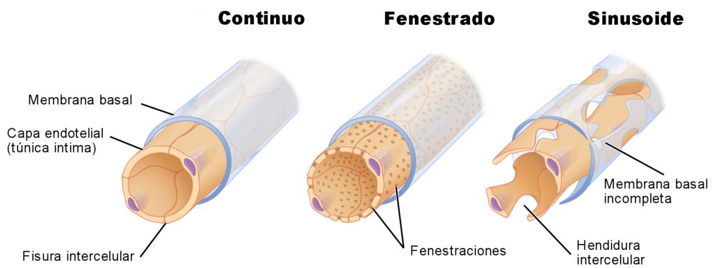 Quais são os três tipos de anamnese?