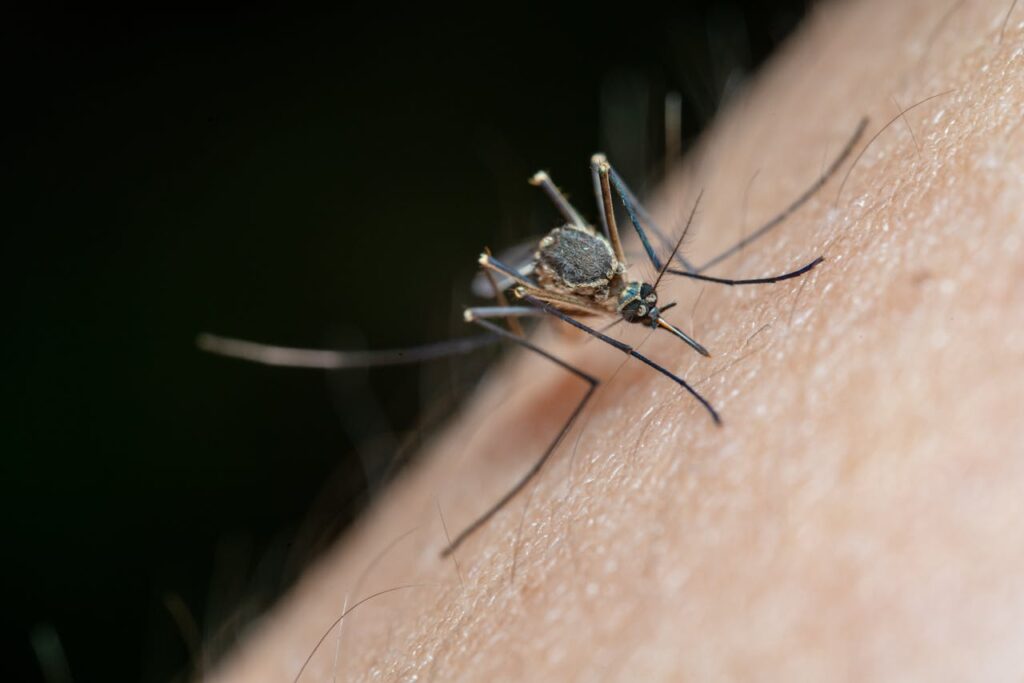 Porque uma pessoa com dengue tem que ficar de repouso? pessoa com dengue tem que ficar de repouso